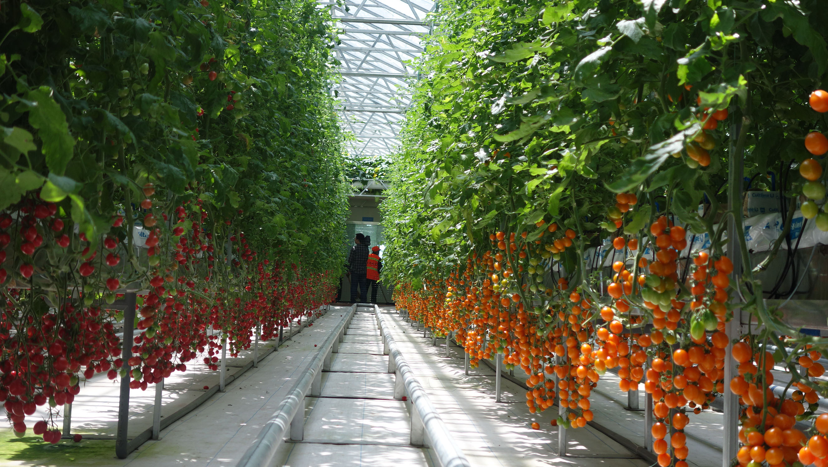 Abook新形态教材网设施作物栽培学（第2版）